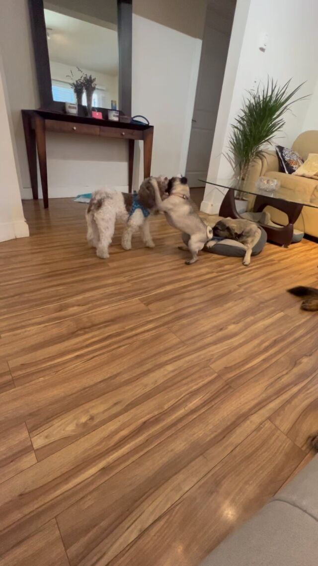Dog training and doggy daycare 🐶🐶🐶🐶🐶🐶🐶🐶🐶#Dog
#DOGS#dogschool 
#dogtrainer
#dogtraining
#germanshepherd
#puppy
#hummer
#garddog
#goldenretriever
#canada
#dogpsychology
#dogbehavior
#Barking
#nervousdog
#timiddog
#Aggressivedog
#Toysdog
#preactivaiteddog
#Ontario
#Britishcolumbia
#Vancouver
#Dogdaycare 
#DOGSITIING
#Dogsitter