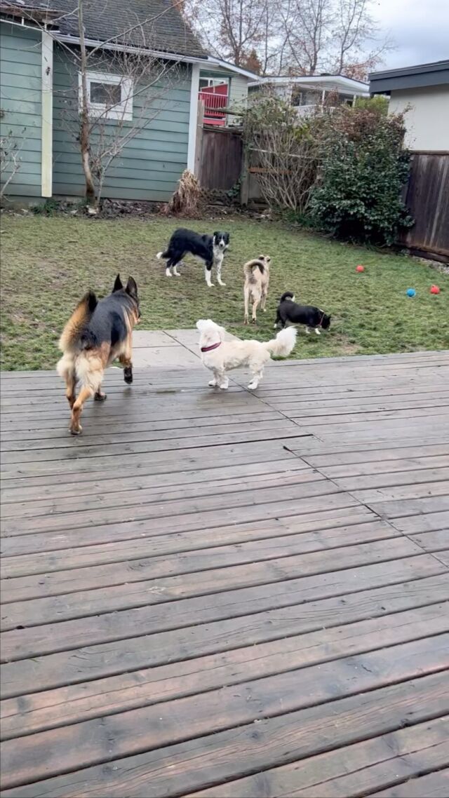 #Dog
#DOGS#dogschool 
#dogtrainer
#dogtraining
#germanshepherd
#puppy
#hummer
#garddog
#goldenretriever
#canada
#dogpsychology
#dogbehavior
#Barking
#nervousdog
#timiddog
#Aggressivedog
#Toysdog
#preactivaiteddog
#Ontario
#Britishcolumbia
#Vancouver
#Dogdaycare 
#DOGSITIING
#Dogsitter