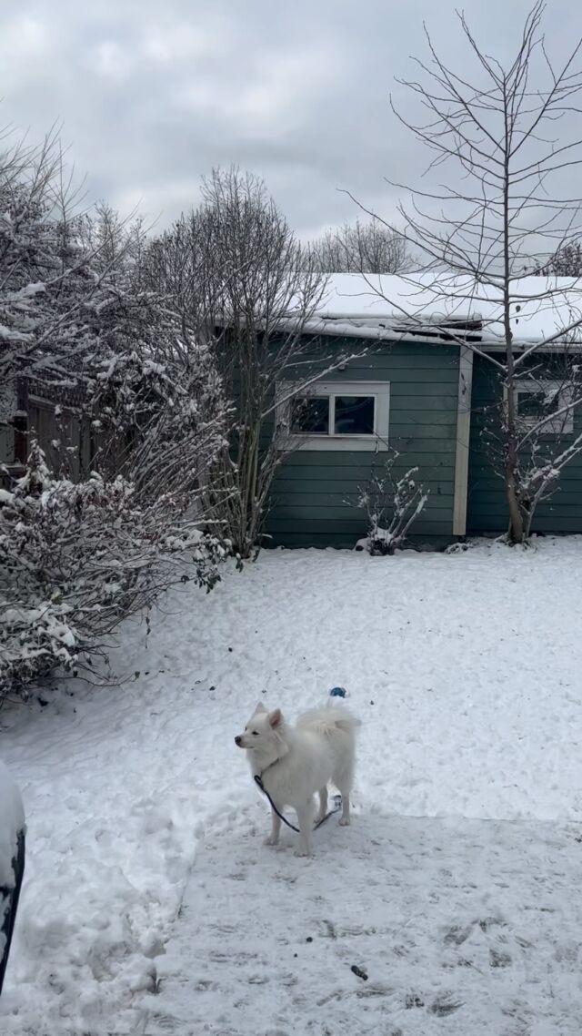 Dog training and doggy daycare 🐶🐶🐶🐶🐶🐶🐶🐶🐶#Dog
#DOGS#dogschool 
#dogtrainer
#dogtraining
#germanshepherd
#puppy
#hummer
#garddog
#goldenretriever
#canada
#dogpsychology
#dogbehavior
#Barking
#nervousdog
#timiddog
#Aggressivedog
#Toysdog
#preactivaiteddog
#Ontario
#Britishcolumbia
#Vancouver
#Dogdaycare 
#DOGSITIING
#Dogsitter
