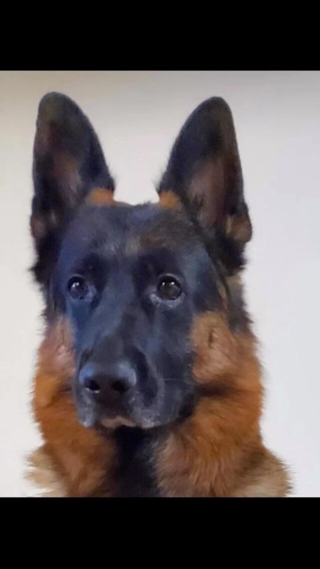 Dog training and doggy daycare 🐶🐶🐶🐶🐶🐶🐶🐶🐶#Dog
#DOGS#dogschool 
#dogtrainer
#dogtraining
#germanshepherd
#puppy
#hummer
#garddog
#goldenretriever
#canada
#dogpsychology
#dogbehavior
#Barking
#nervousdog
#timiddog
#Aggressivedog
#Toysdog
#preactivaiteddog
#Ontario
#Britishcolumbia
#Vancouver
#Dogdaycare 
#DOGSITIING
#Dogsitter