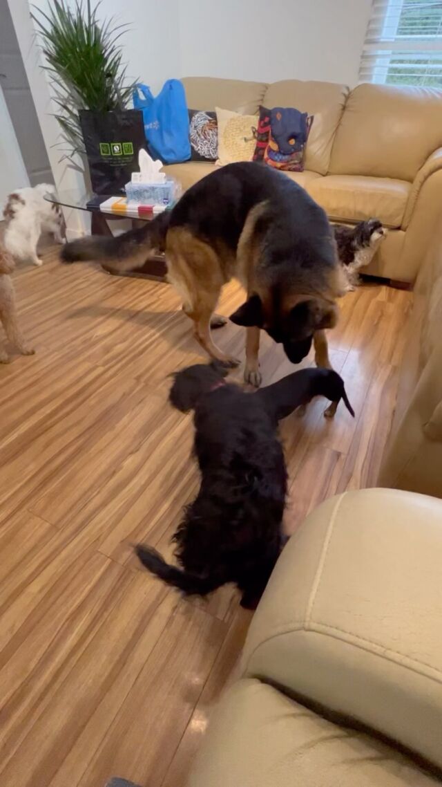 Dog training and doggy daycare 🐶🐶🐶🐶🐶🐶🐶🐶🐶#Dog
#DOGS#dogschool 
#dogtrainer
#dogtraining
#germanshepherd
#puppy
#hummer
#garddog
#goldenretriever
#canada
#dogpsychology
#dogbehavior
#Barking
#nervousdog
#timiddog
#Aggressivedog
#Toysdog
#preactivaiteddog
#Ontario
#Britishcolumbia
#Vancouver
#Dogdaycare 
#DOGSITIING
#Dogsitter