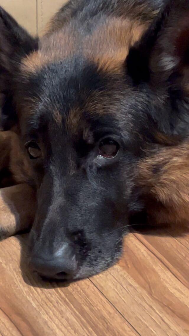 Dog training and doggy daycare 🐶🐶🐶🐶🐶🐶🐶🐶🐶🐶#Dog
#DOGS#dogschool 
#dogtrainer
#dogtraining
#germanshepherd
#puppy
#hummer
#garddog
#goldenretriever
#canada
#dogpsychology
#dogbehavior
#Barking
#nervousdog
#timiddog
#Aggressivedog
#Toysdog
#preactivaiteddog
#Ontario
#Britishcolumbia
#Vancouver
#Dogdaycare 
#DOGSITIING
#Dogsitter