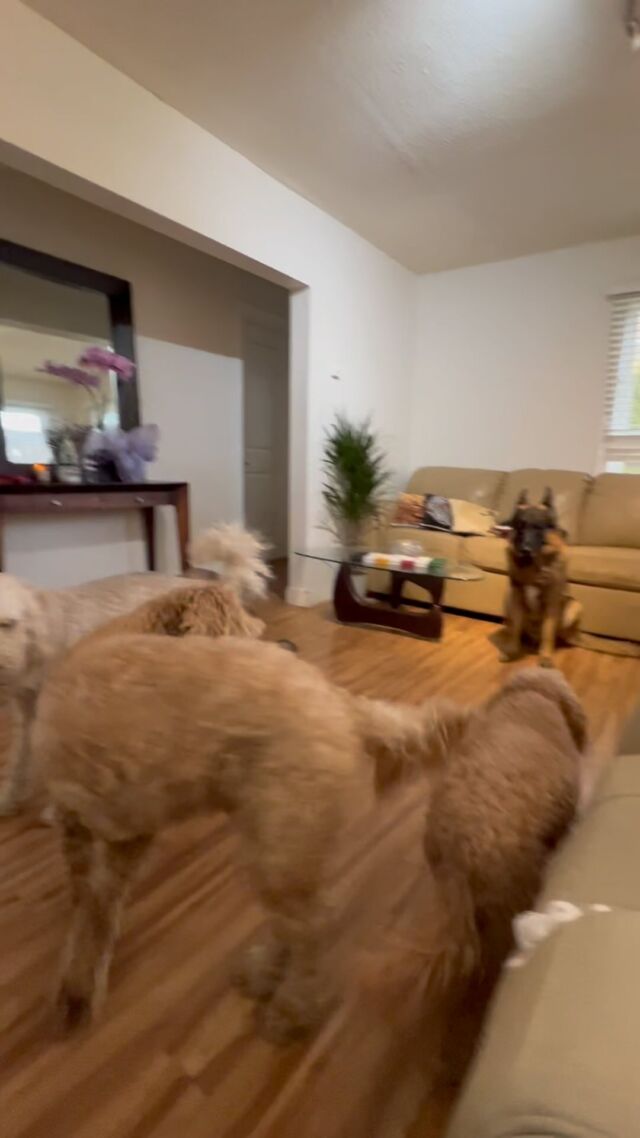 Dog training and doggy daycare 🐶🐶🐶🐶🐶🐶🐶🐶🐶#Dog
#DOGS#dogschool 
#dogtrainer
#dogtraining
#germanshepherd
#puppy
#hummer
#garddog
#goldenretriever
#canada
#dogpsychology
#dogbehavior
#Barking
#nervousdog
#timiddog
#Aggressivedog
#Toysdog
#preactivaiteddog
#Ontario
#Britishcolumbia
#Vancouver
#Dogdaycare 
#DOGSITIING
#Dogsitter