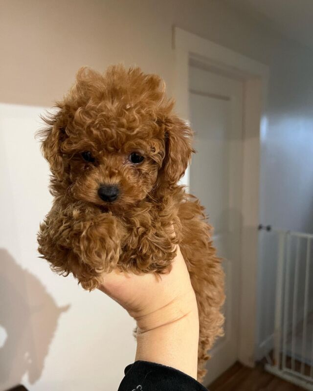 Adorable female toy poodle puppies two months Hypoallergenic non shedding  easy training