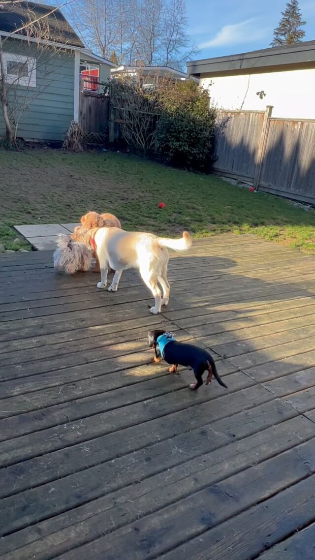 Dog training and doggy daycare 🐶🐶🐶🐶🐶🐶🐶🐶🐶#Dog
#DOGS#dogschool 
#dogtrainer
#dogtraining
#germanshepherd
#puppy
#hummer
#garddog
#goldenretriever
#canada
#dogpsychology
#dogbehavior
#Barking
#nervousdog
#timiddog
#Aggressivedog
#Toysdog
#preactivaiteddog
#Ontario
#Britishcolumbia
#Vancouver
#Dogdaycare 
#DOGSITIING
#Dogsitter