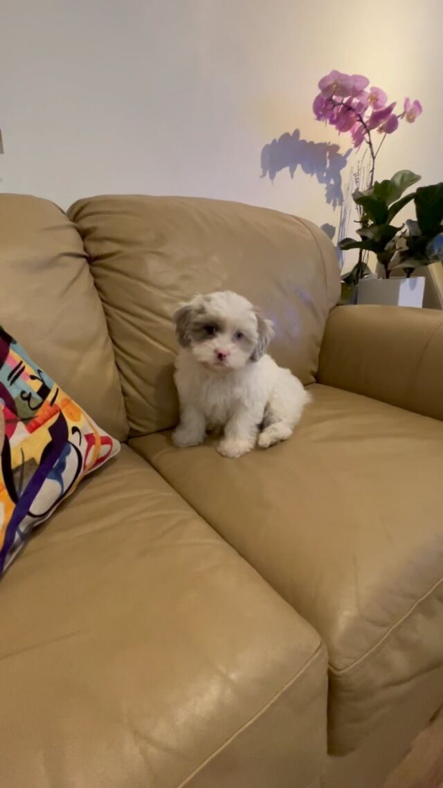 A cute male shihpoo puppy.  9 weeks.  Up to date vaccinated.  Hypoallergenic/non shedding.  Adult wight around 3kg.
