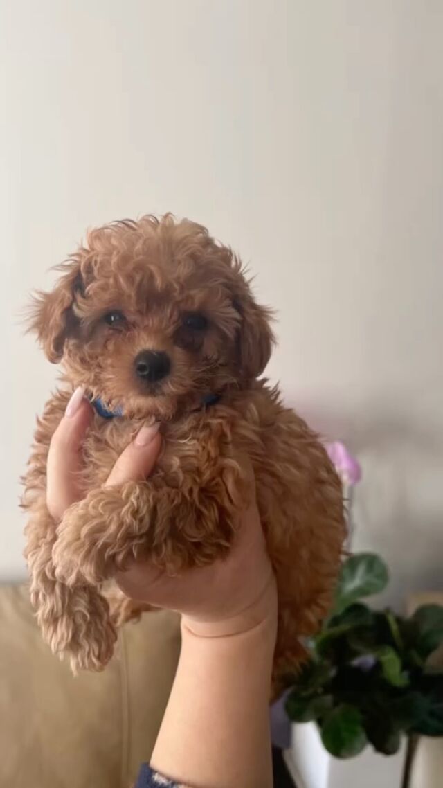 Super cute puppies