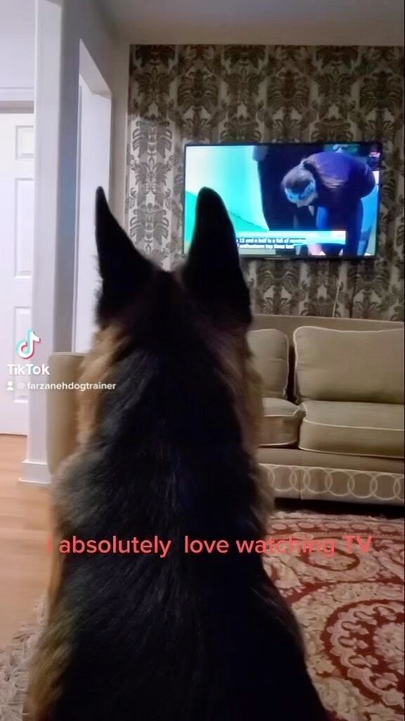 I absolutely love watching tv 🐶🐶🐶🐶🐶🐶🐶🐶#Dogs
#DOGS#dogschool 
#dogtrainer
#dogtraining
#germanshepherd
#puppy
#hummer
#garddog
#goldenretriever
#canada
#dogpsychology
#dogbehavior
#Barking
#nervousdog
#timiddog
#Aggressivedog
#Toysdog
#preactivaiteddog
#Ontario
#Britishcolumbia
#Vancouver
#Dogdaycare 
#DOGSITIING
#Dogsitter