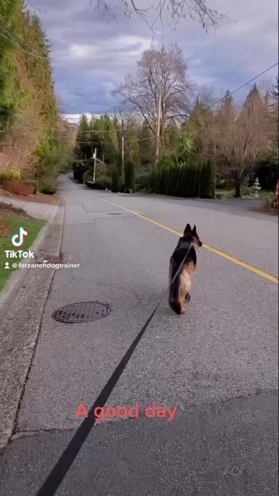 #Dog
#DOGS#dogschool 
#dogtrainer
#dogtraining
#germanshepherd
#puppy
#hummer
#garddog
#goldenretriever
#canada
#dogpsychology
#dogbehavior
#Barking
#nervousdog
#timiddog
#Aggressivedog
#Toysdog
#preactivaiteddog
#Ontario
#Britishcolumbia
#Vancouver
#Dogdaycare 
#DOGSITIING
#Dogsitter