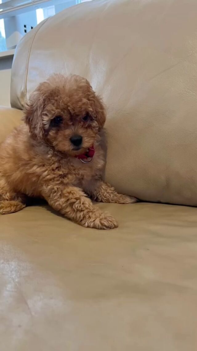 Beautiful puppies Hypoallergenic/non shedding/ boy &girl two months old please call me 🐶🐶🐶🐶🐶🐶🐶🐶🐶🐶#Dog
#DOGS#dogschool 
#dogtrainer
#dogtraining
#germanshepherd
#puppy
#hummer
#garddog
#goldenretriever
#canada
#dogpsychology
#dogbehavior
#Barking
#nervousdog
#timiddog
#Aggressivedog
#Toysdog
#preactivaiteddog
#Ontario
#Britishcolumbia
#Vancouver
#Dogdaycare 
#DOGSITIING
#Dogsitter